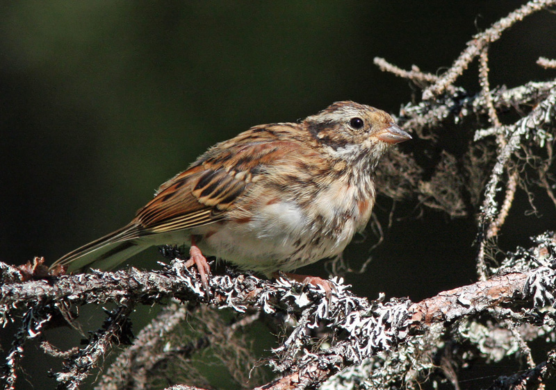 Pohjansirkku Emberiza rustica