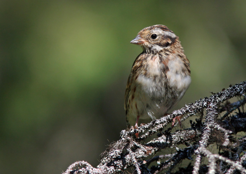 Pohjansirkku Emberiza rustica
