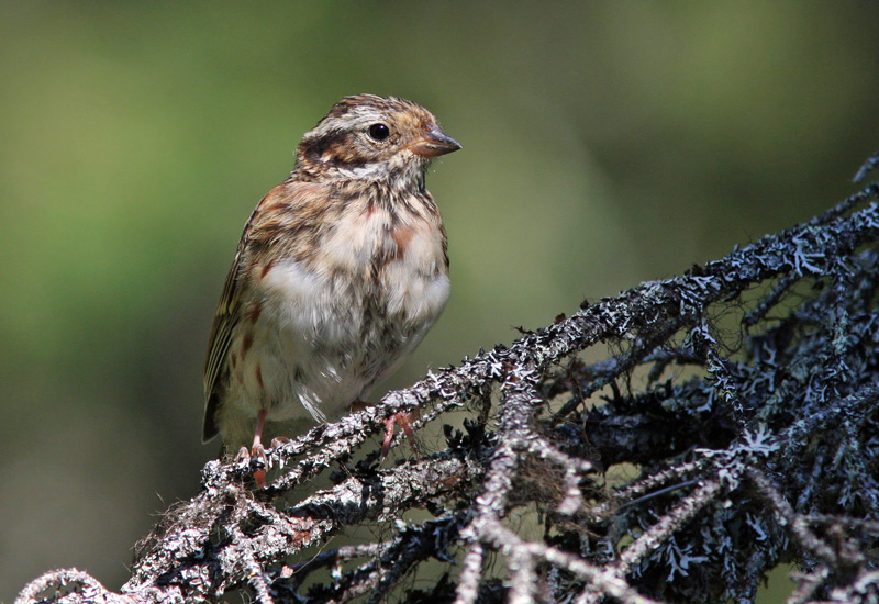 Pohjansirkku Emberiza rustica