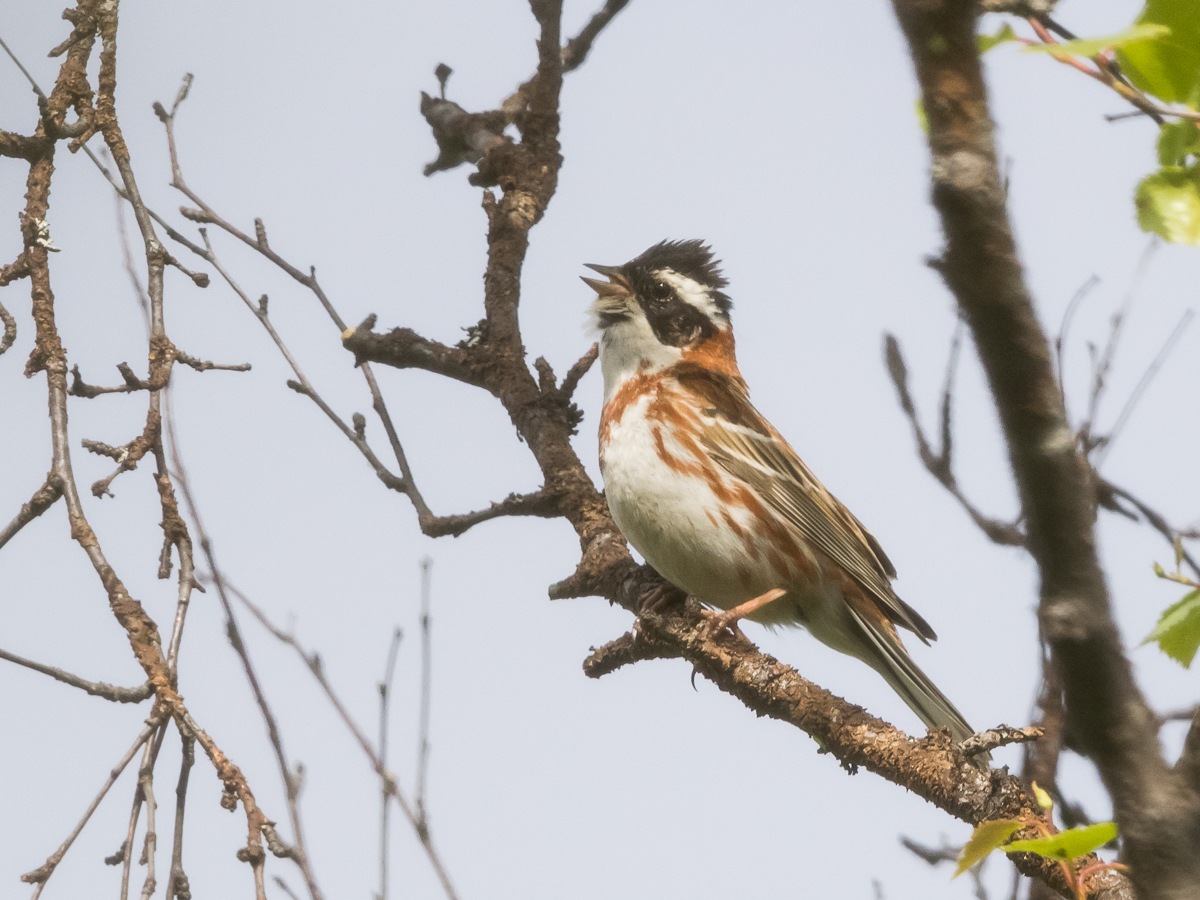 Pohjansirkku Emberiza rustica