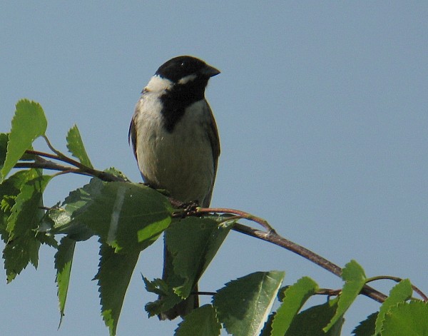 Pajusirkku