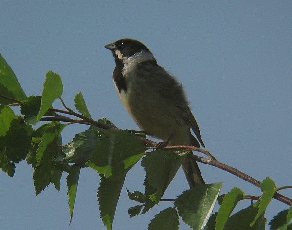 Pajusirkku