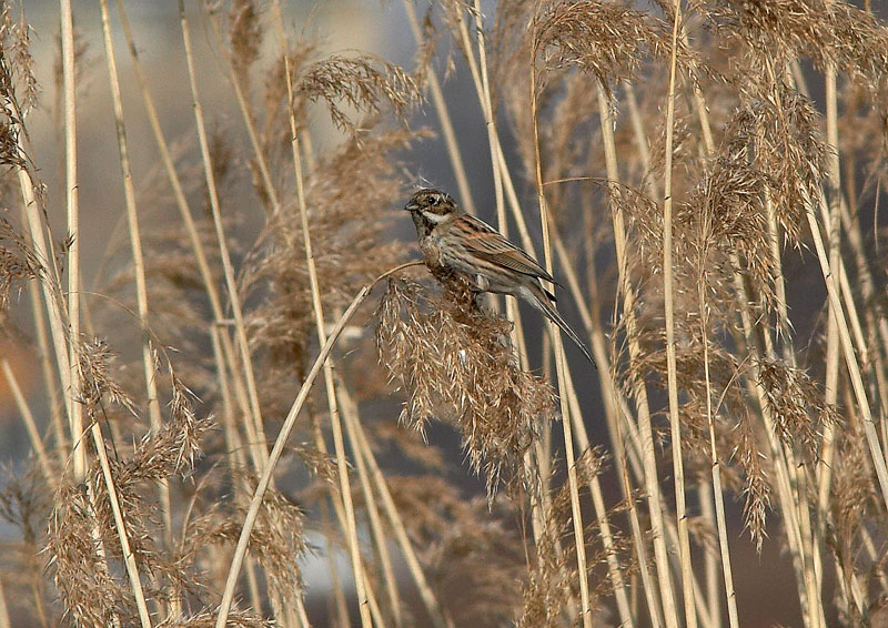 Pajusirkku Reed Bunting (Emberiza schoeniclus)