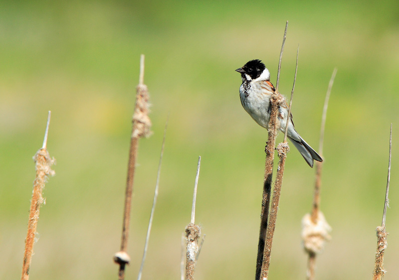 Pajusirkku Reed Bunting (Emberiza schoeniclus)