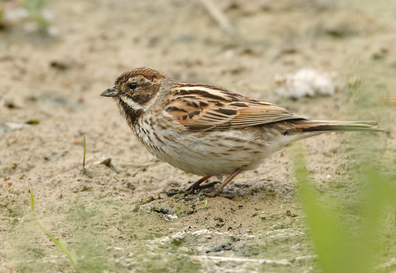 Pajusirkku Reed Bunting (Emberiza schoeniclus)s