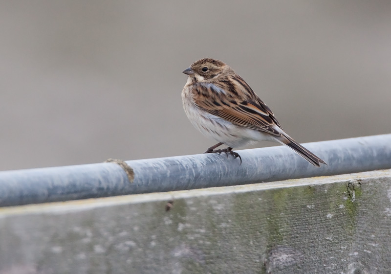 Pajusirkku Reed Bunting (Emberiza schoeniclus)