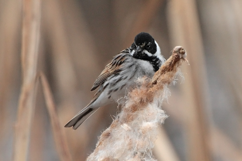 Pajusirkku Reed Bunting (Emberiza schoeniclus)
