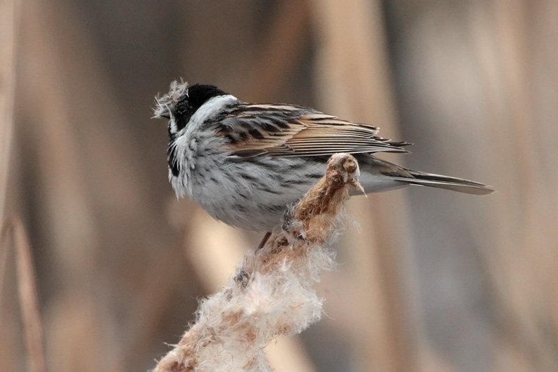 Pajusirkku Reed Bunting (Emberiza schoeniclus)