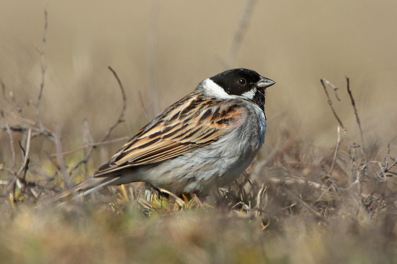 Pajusirkku Reed Bunting (Emberiza schoeniclus)