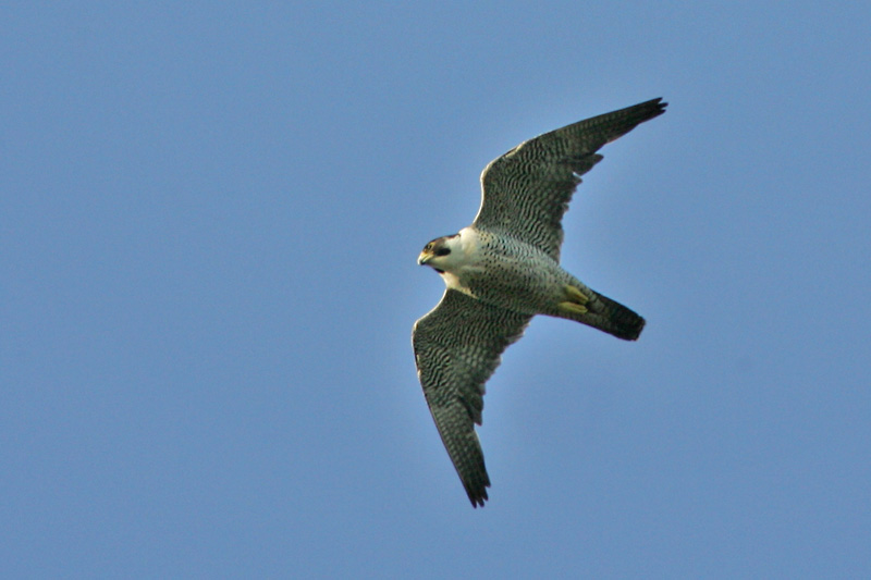 Muuttohaukka Falco peregrinus