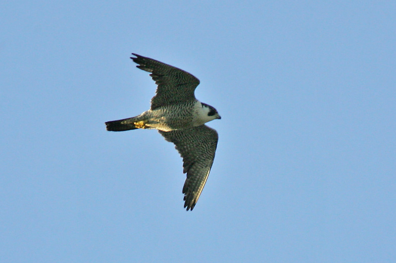 Muuttohaukka Falco peregrinus
