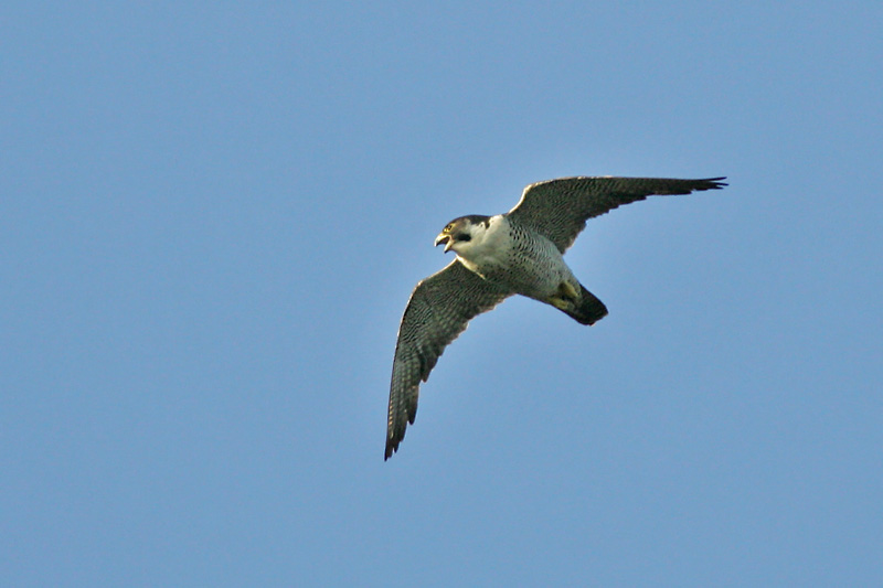 Muuttohaukka Falco peregrinus