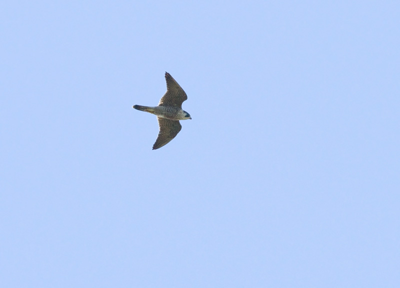 Muuttohaukka Falco peregrinus