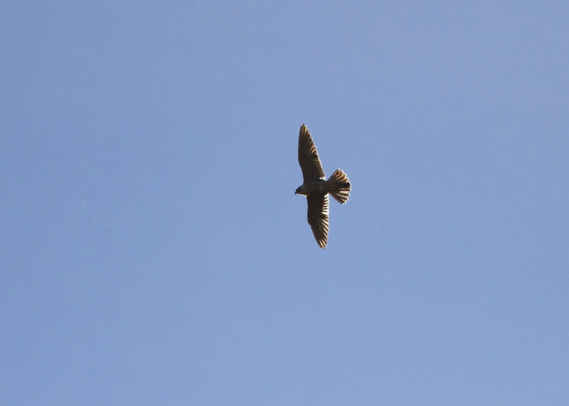 Muuttohaukka Falco peregrinus
