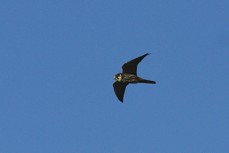 Nuolihaukka, Hobby (Falco subbuteo)