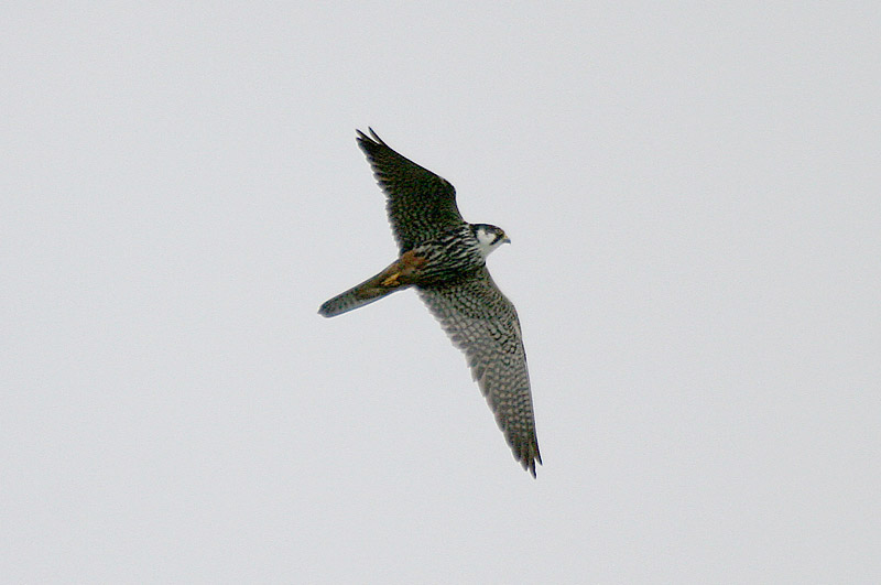 Nuolihaukka, Hobby (Falco subbuteo)
