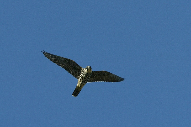 Nuolihaukka, Hobby (Falco subbuteo)
