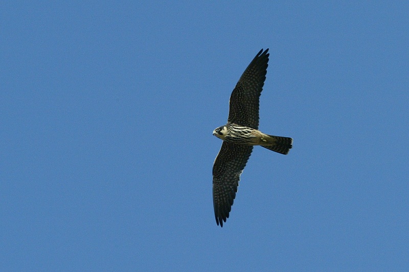 Nuolihaukka, Hobby (Falco subbuteo)