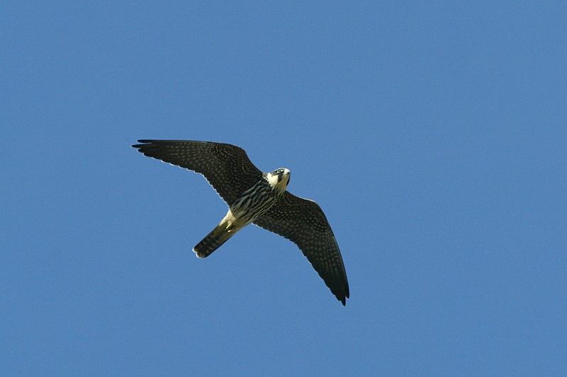 Nuolihaukka, Hobby (Falco subbuteo)