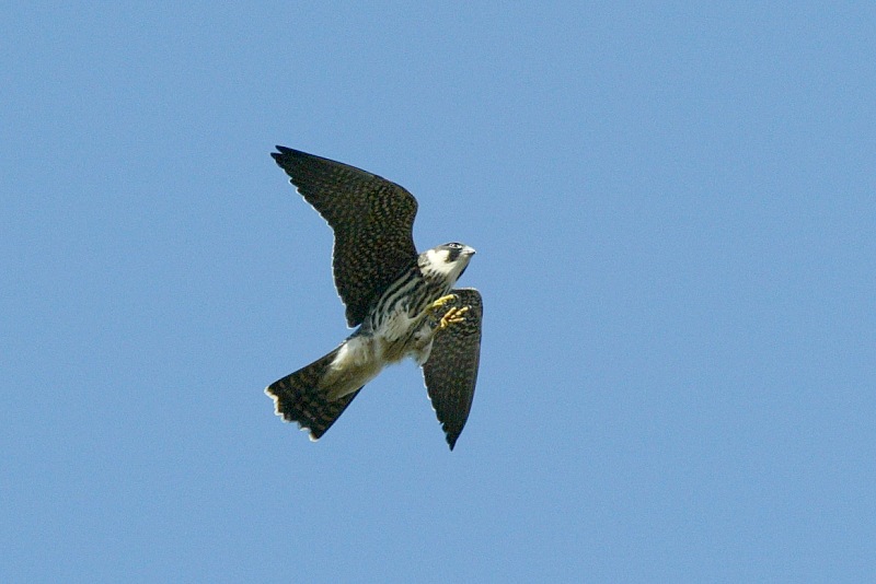 Nuolihaukka, Hobby (Falco subbuteo)
