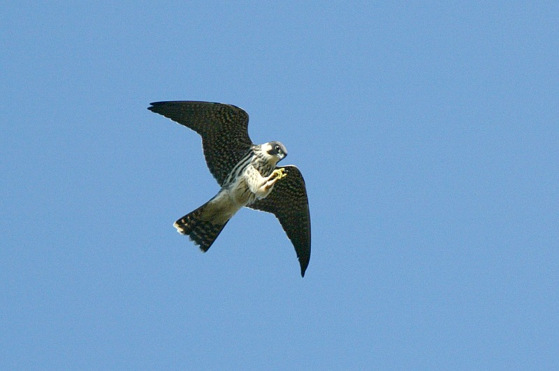 Nuolihaukka, Hobby (Falco subbuteo)