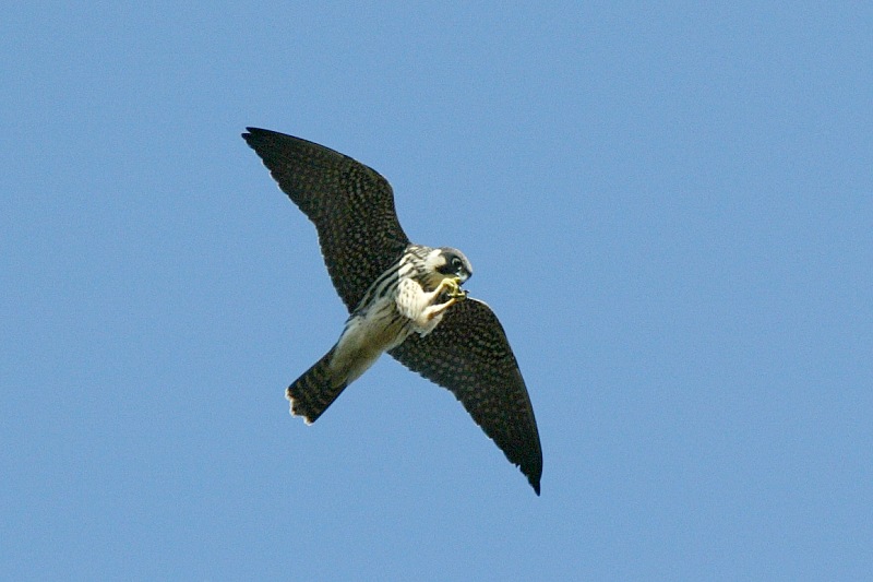 Nuolihaukka, Hobby (Falco subbuteo)