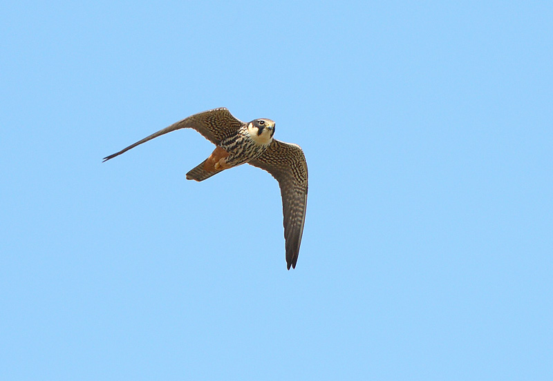 Nuolihaukka, Hobby (Falco subbuteo)