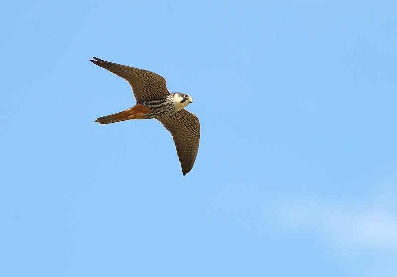 Nuolihaukka, Hobby (Falco subbuteo)