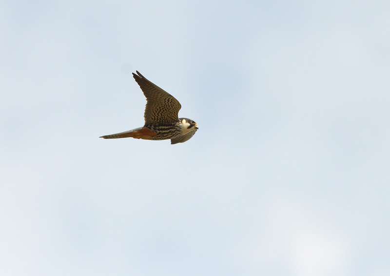 Nuolihaukka, Hobby (Falco subbuteo)