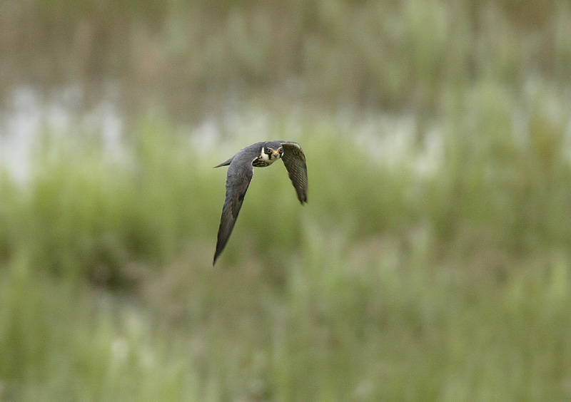 Nuolihaukka, Hobby (Falco subbuteo)