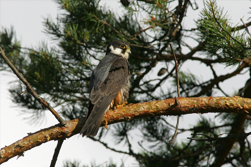 Nuolihaukka, Hobby (Falco subbuteo)