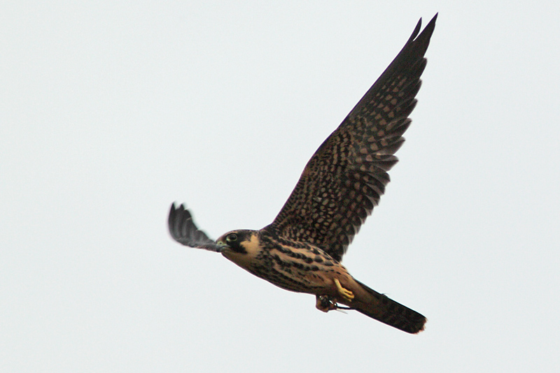 Nuolihaukka, Hobby (Falco subbuteo)