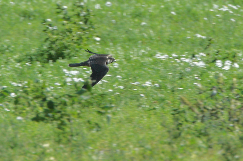 Nuolihaukka, Hobby (Falco subbuteo)