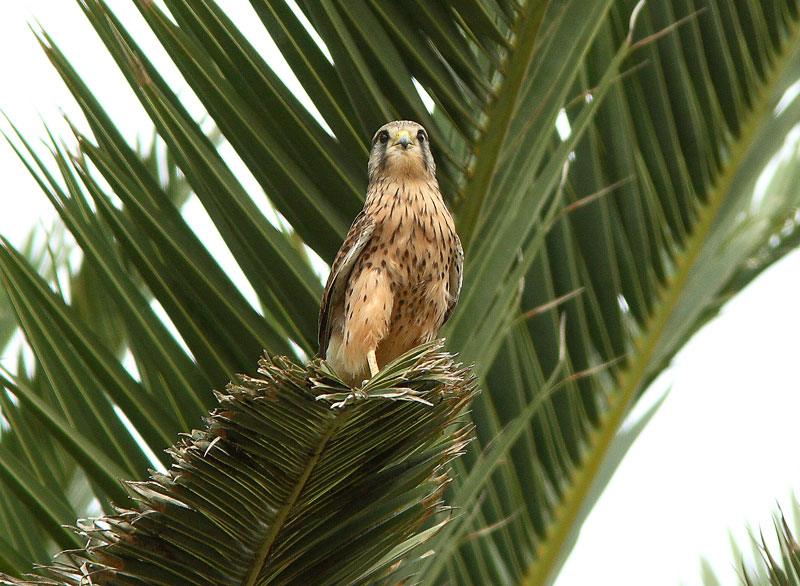 Tuulihaukka Falco tinnunculus