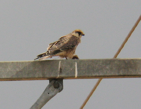 Punajalkahaukka