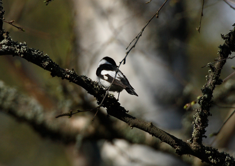 Sepelsieppo Collared Flycatcher Ficedula albicollis