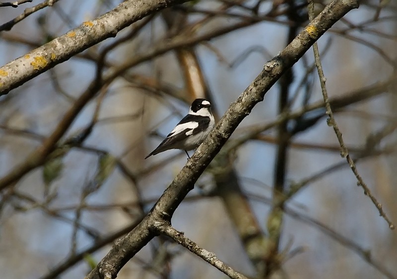 Sepelsieppo Collared Flycatcher Ficedula albicollis