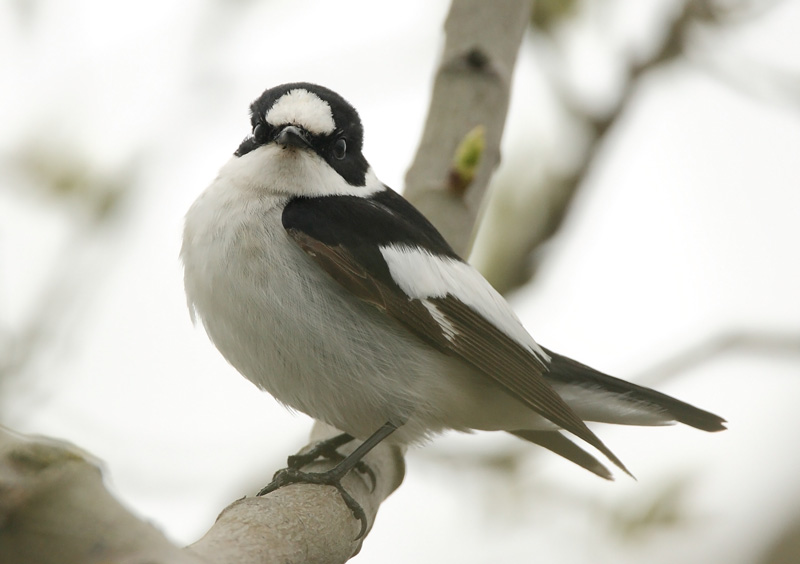 Sepelsieppo Collared Flycatcher Ficedula albicollis
