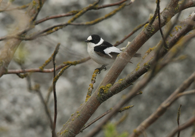 Sepelsieppo Collared Flycatcher Ficedula albicollis