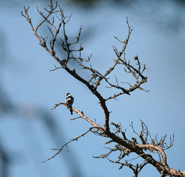 Sepelsieppo Collared Flycatcher Ficedula albicollis