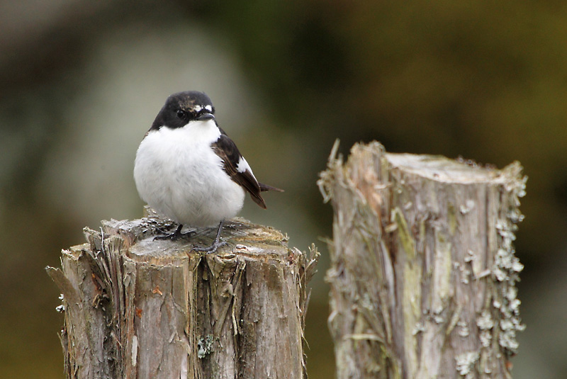 Kirjosieppo Pied Flycatcher (Ficedula hypoleuca)
