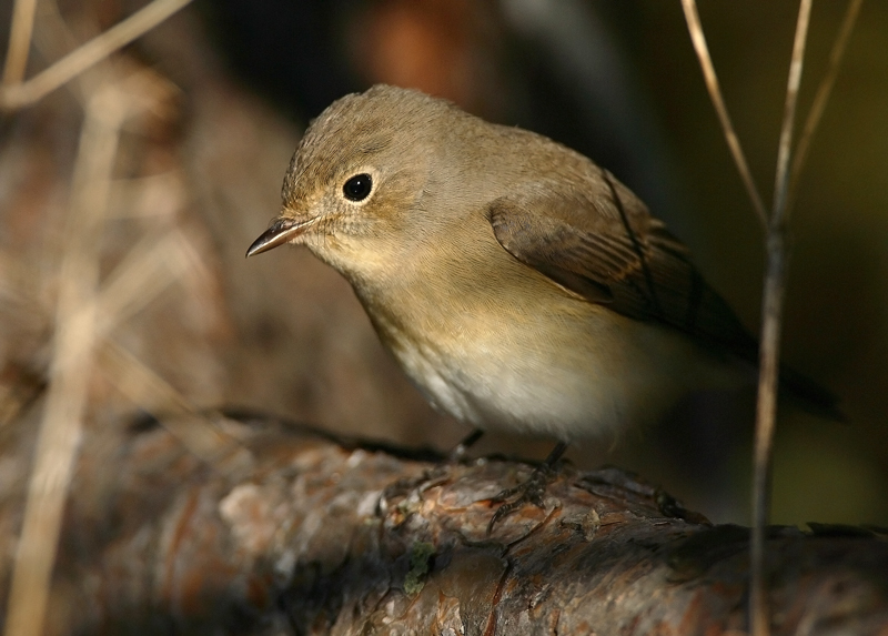 Pikkusieppo Flycatcher (Ficedula Parva)