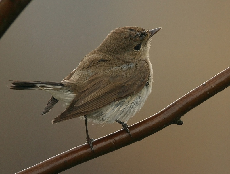 Pikkusieppo Red-breasted Flycatcher (Ficedula Parva)