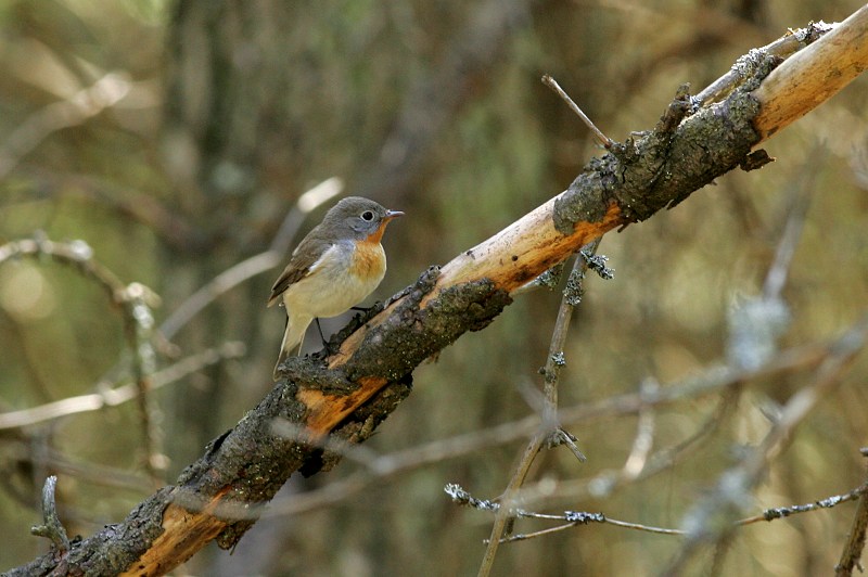 Pikkusieppo Red-breasted Flycatcher (Ficedula Parva)