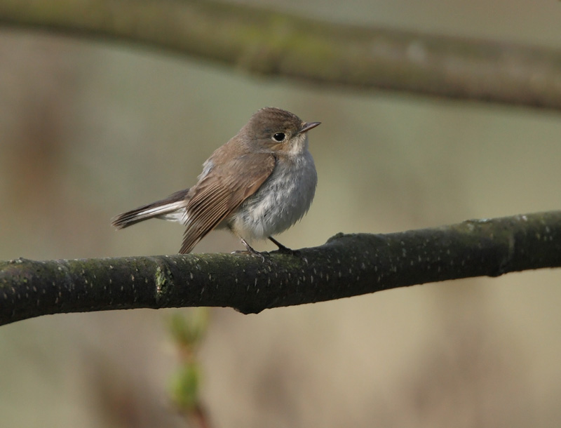 Pikkusieppo Red-breasted Flycatcher (Ficedula Parva)