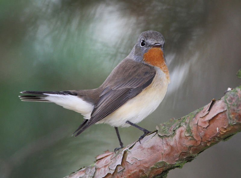 Pikkusieppo Red-breasted Flycatcher (Ficedula Parva)