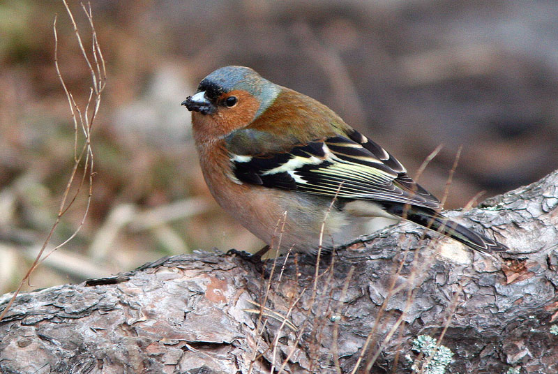 Peippo (Fringilla coelebs)