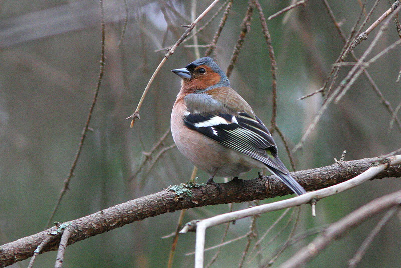 Peippo (Fringilla coelebs)
