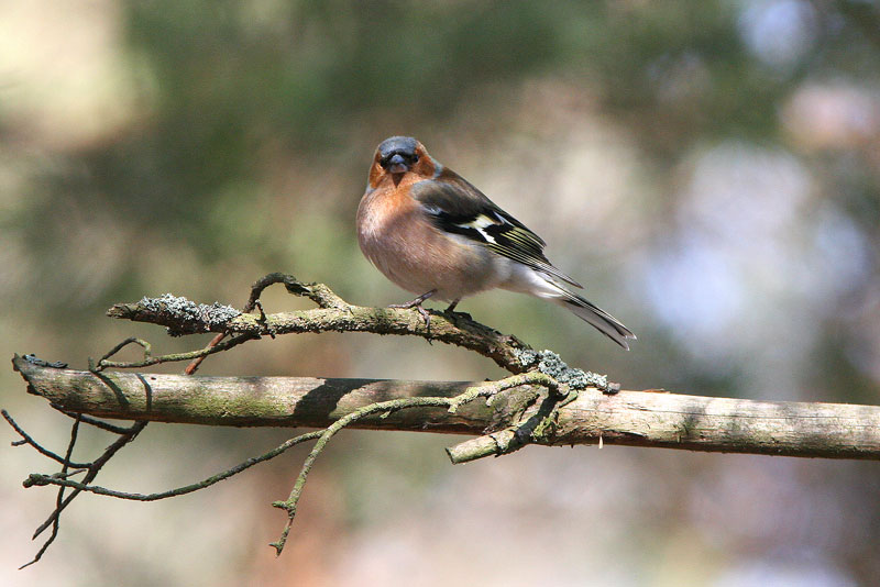 Peippo (Fringilla coelebs)