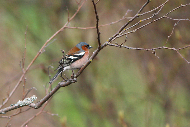 Peippo (Fringilla coelebs)